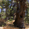 Wysokie Progi > Mt Laguna: 11.01.08 photo